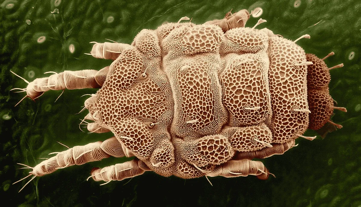 Lorryia formosa - Acaro