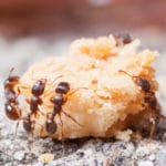 cibo contaminato da formiche