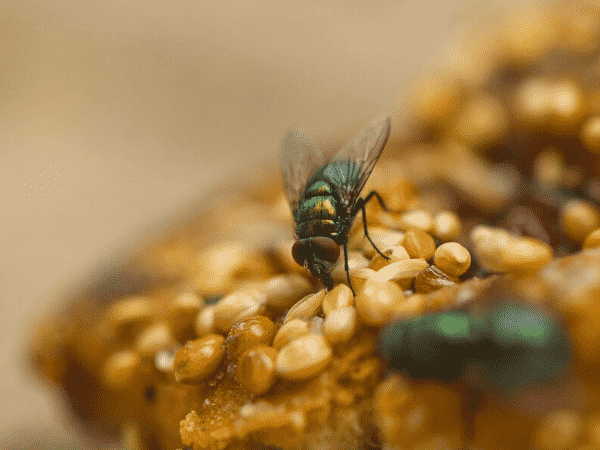 Insetto - mosca domestica
