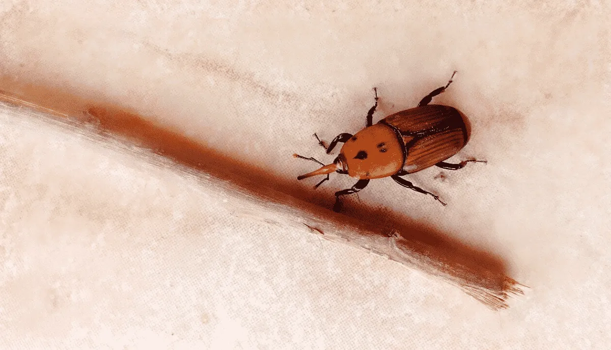 coleotteri - Rhynchophorus ferrugineus