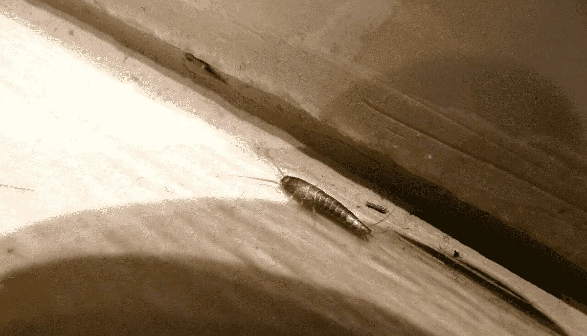 Disinfestazione Pesciolini D'Argento