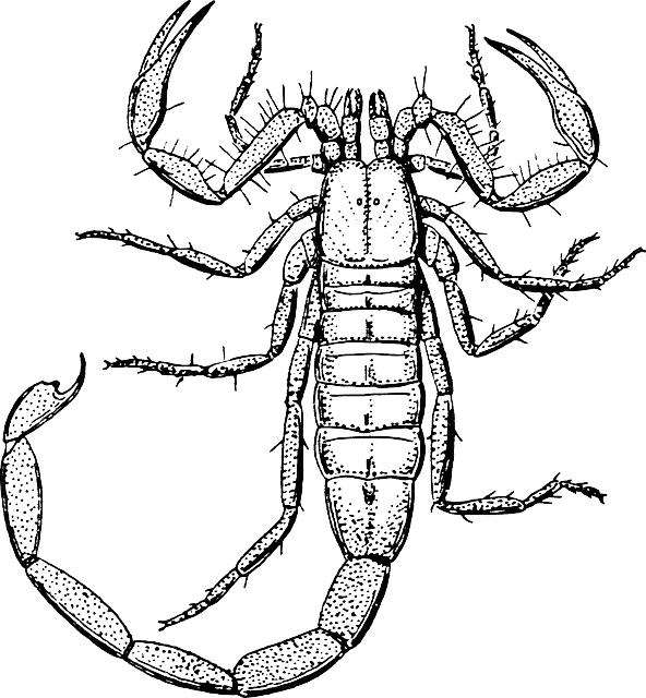 Disinfestazione-Scorpioni-Caratteristiche