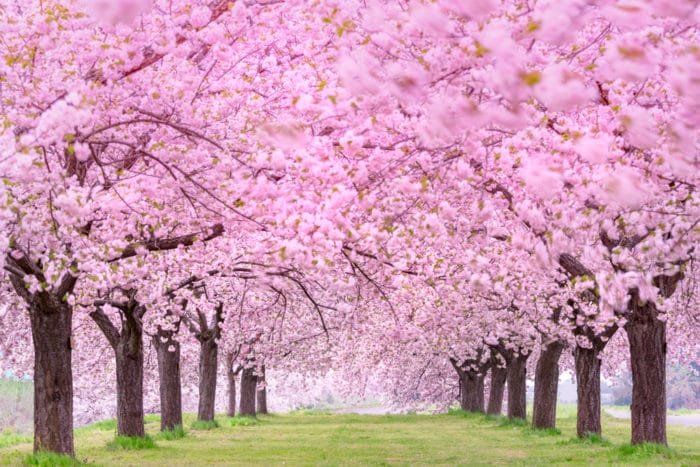 Foto di viale con alberi di ciliegio