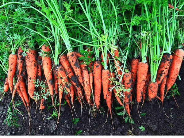 Mosca della ruggine della carota