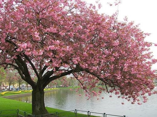 Foto di un albero di ciliegio