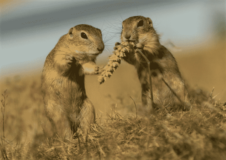 I Citelli (Spermophilus citellus) soluzioni per allontanarli