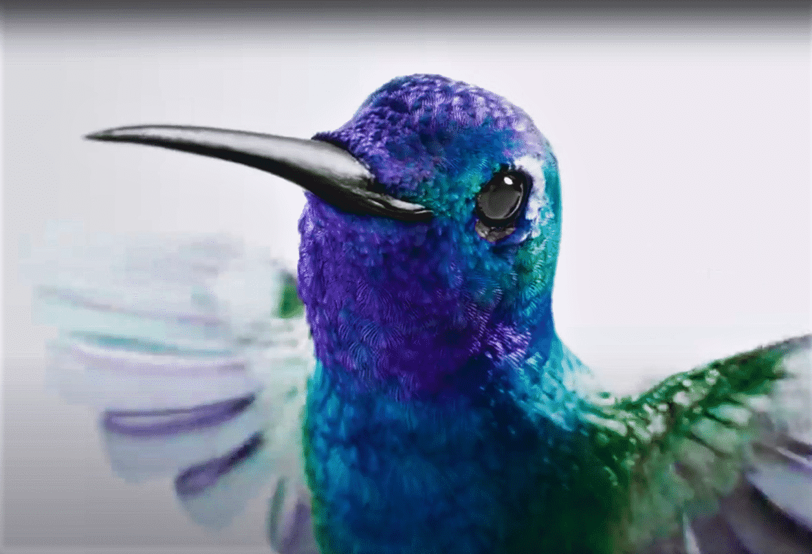 colibrì uccelli