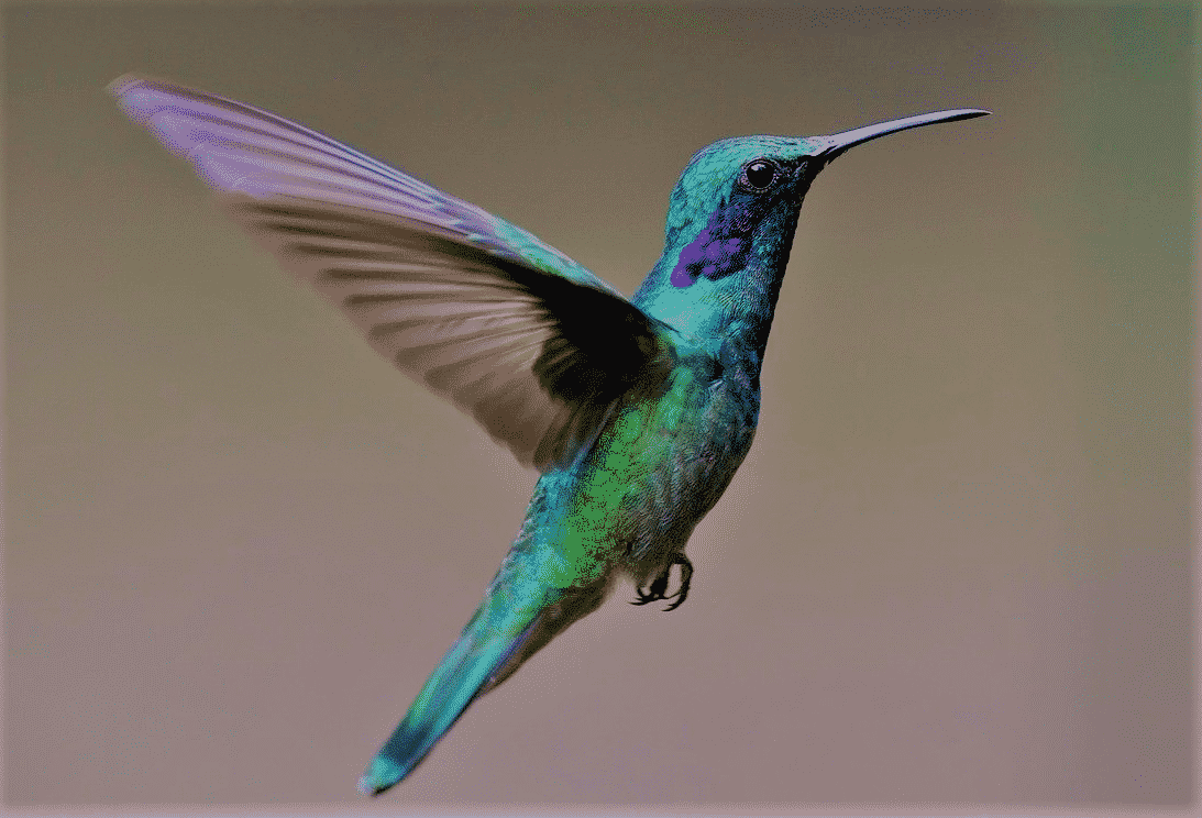 colibrì wikipedia