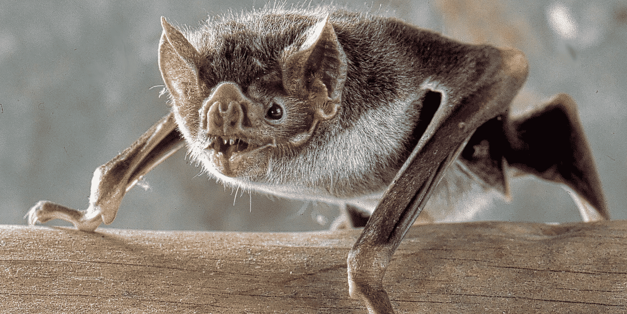 pipistrelli - Pipistrello vampiro comune