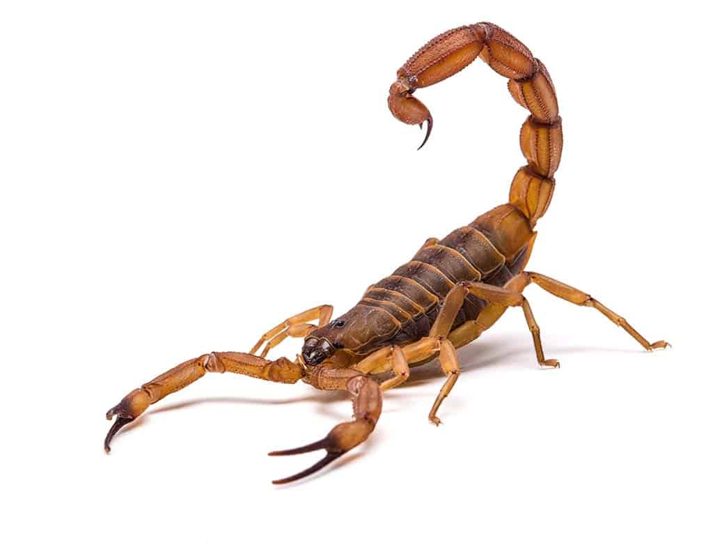 disinfestazione-scorpioni-prevenzione