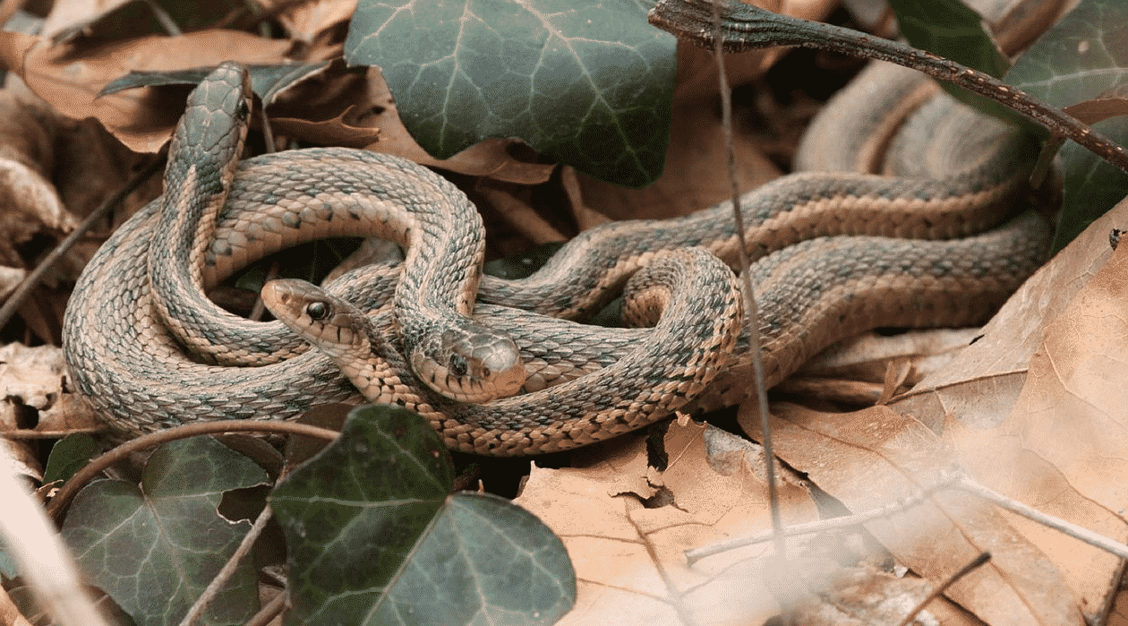 Serpente di mais - Rettili