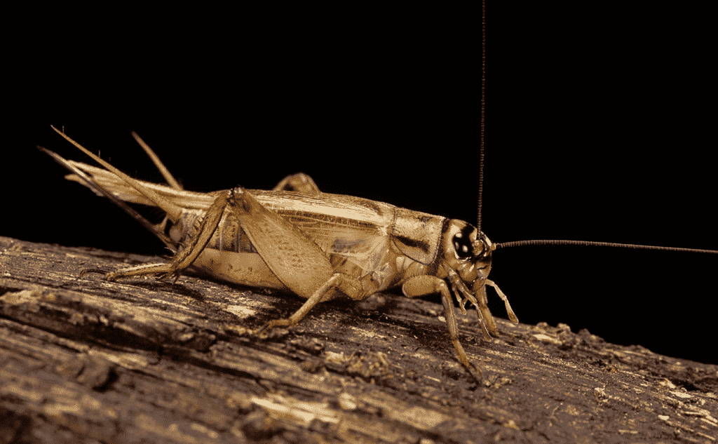 Cricket - Locusta