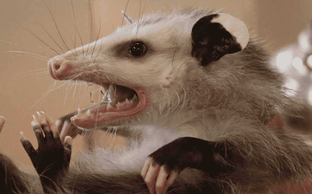 opossum immagini