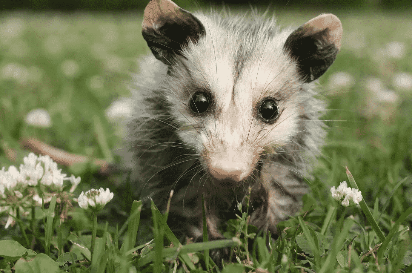 Opossum della Virginia - Mammifero