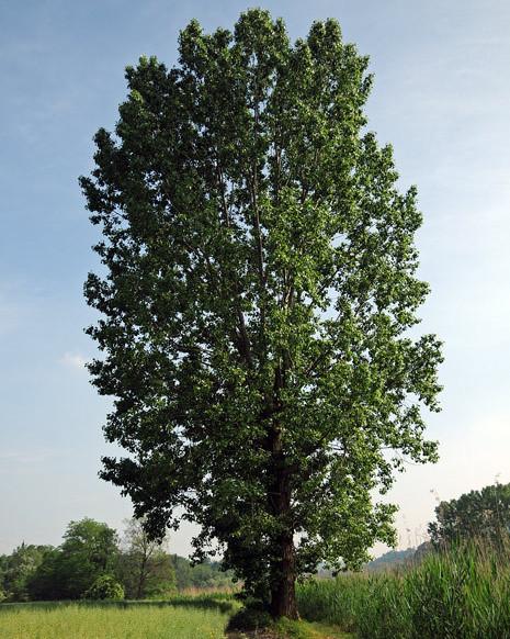 Foto di albero di pioppo