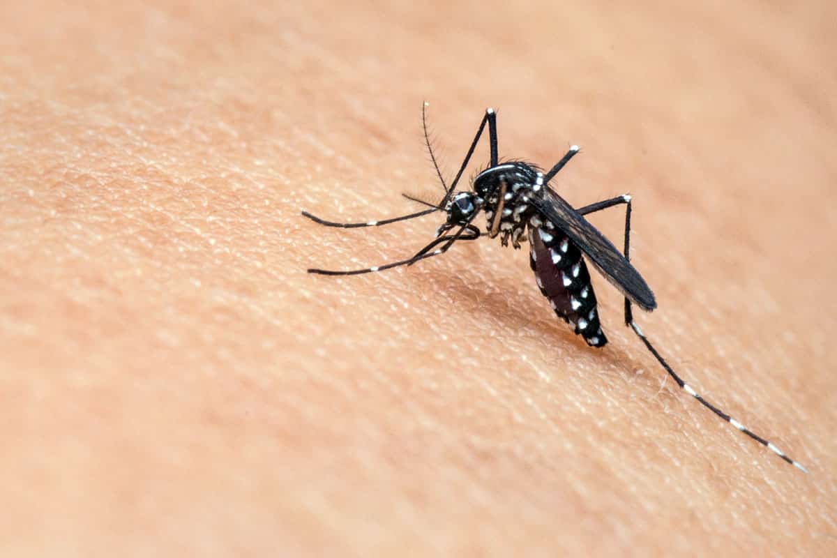 Zanzara - Febbre dengue