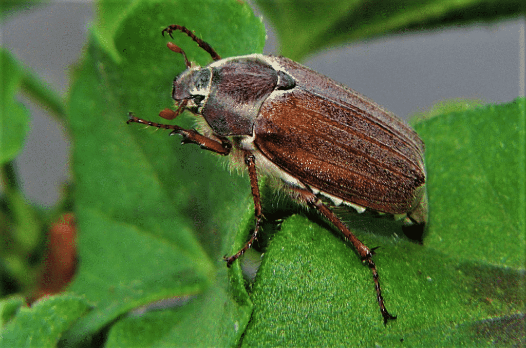 Lo scarafaggio dell’asparago