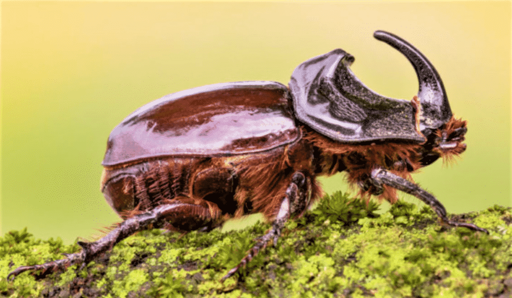 Lo scarafaggio giapponese