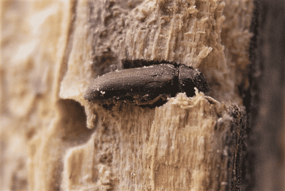 Как бороться с точильщиком. Жук хлебный точильщик. Как бороться с точильщиком. Жук древесный точильщик. Как бороться с точильщиком.