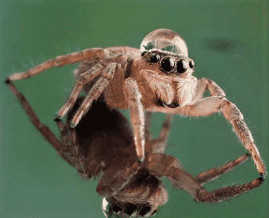 immagini di ragni