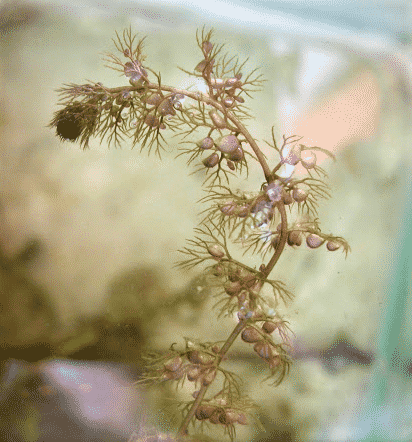 otricolaria