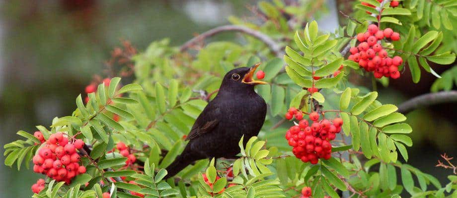 Foto di un uccello che mangia frutto del sorbo