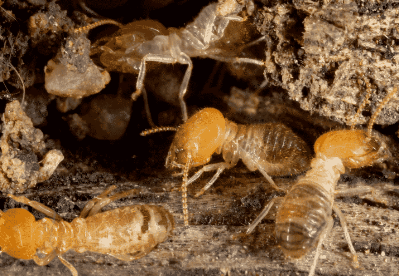 termiti foto