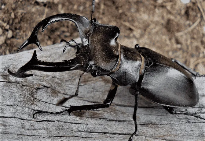 Cervo volante (Lucanus cervus)