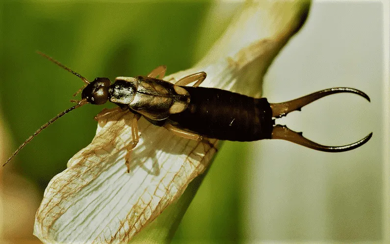 La forficula auricularia