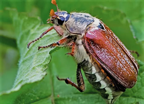 Maggiolino e larva
