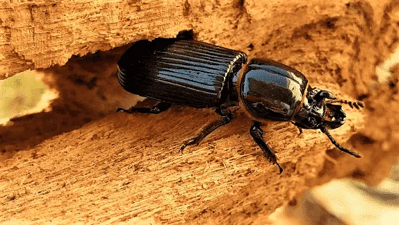 coleotteri