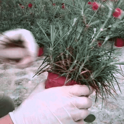 come coltivare i garofani