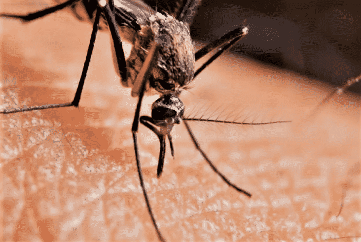 eliminare le zanzare