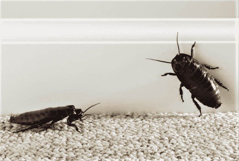 eliminare scarafaggi