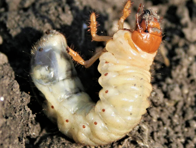larva maggiolino