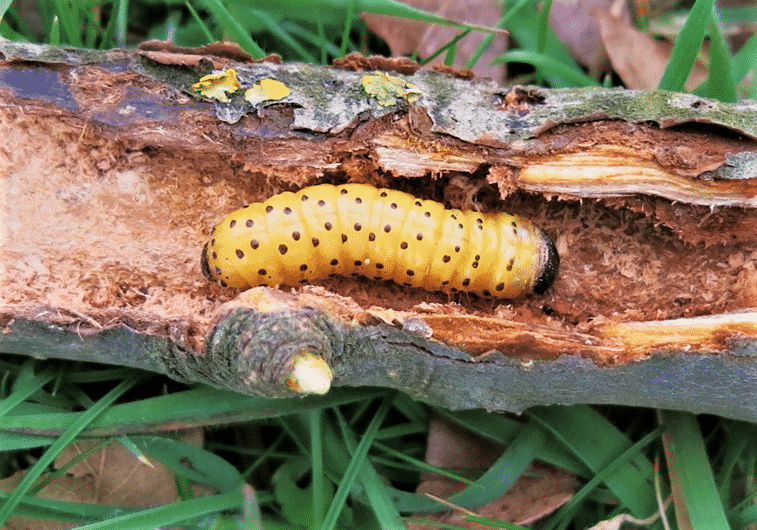larva zeuzera pyrina