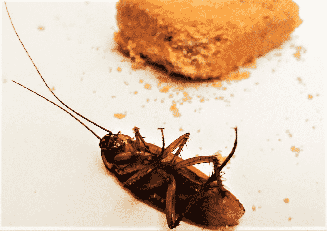 scarafaggio veleno