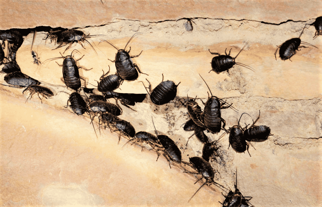 trappole per scarafaggi