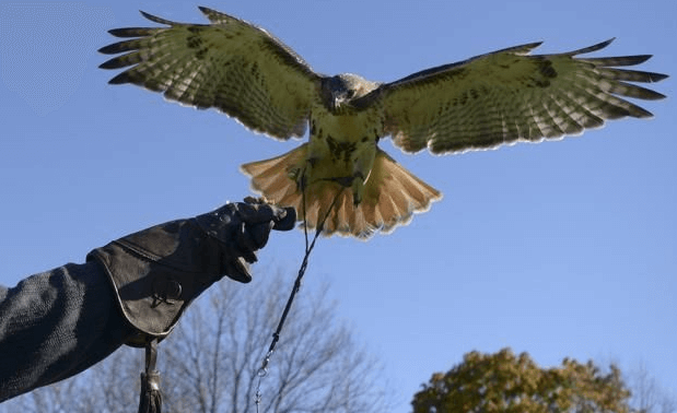 falconeria contro i piccioni
