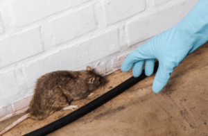 prevenzione contro i topi