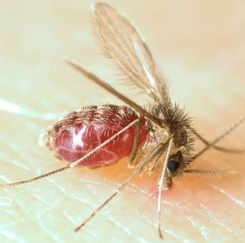 pappatacio insetto