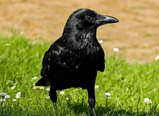corvi