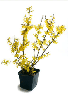 Vaso di fiori - Forsythia × intermedia