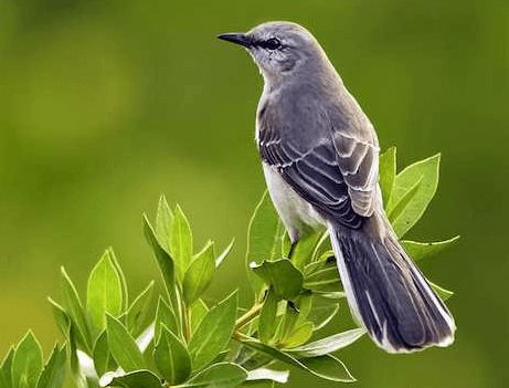 Mockingbird settentrionale - Per uccidere un Mockingbird