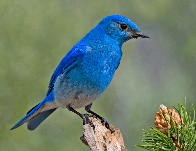 Bluebird di montagna - Uccelli