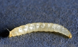larva di pulce