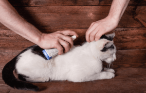 proteggere il gatto dalle pulci
