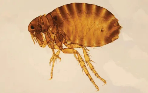 pulci del cane