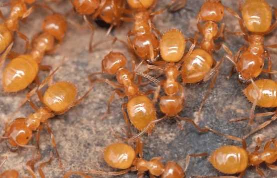 Formiche Lasius interjectus