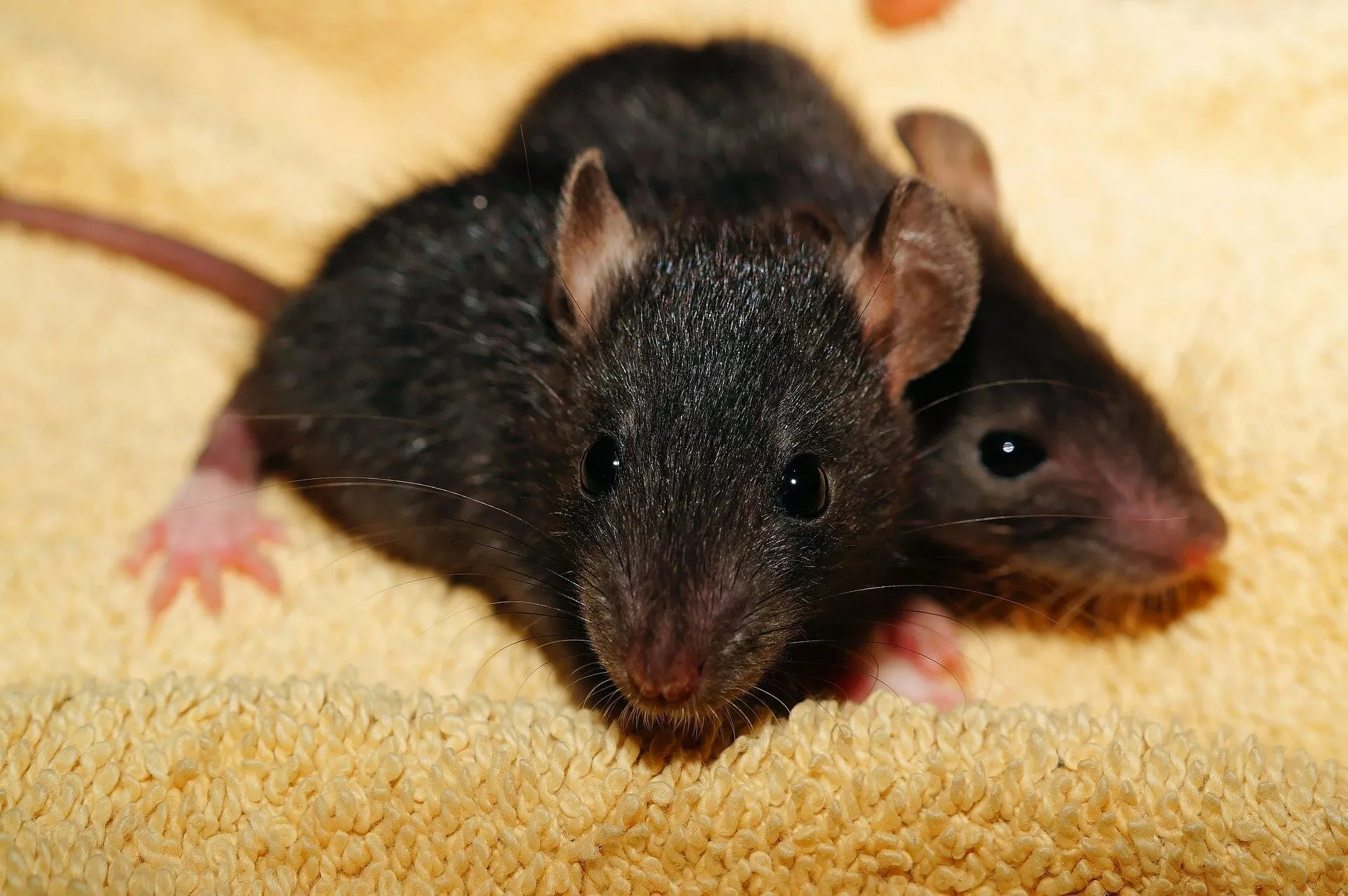 ratto comune